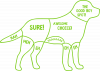 How to pet a dog