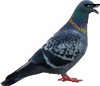 Gołąb w okularach